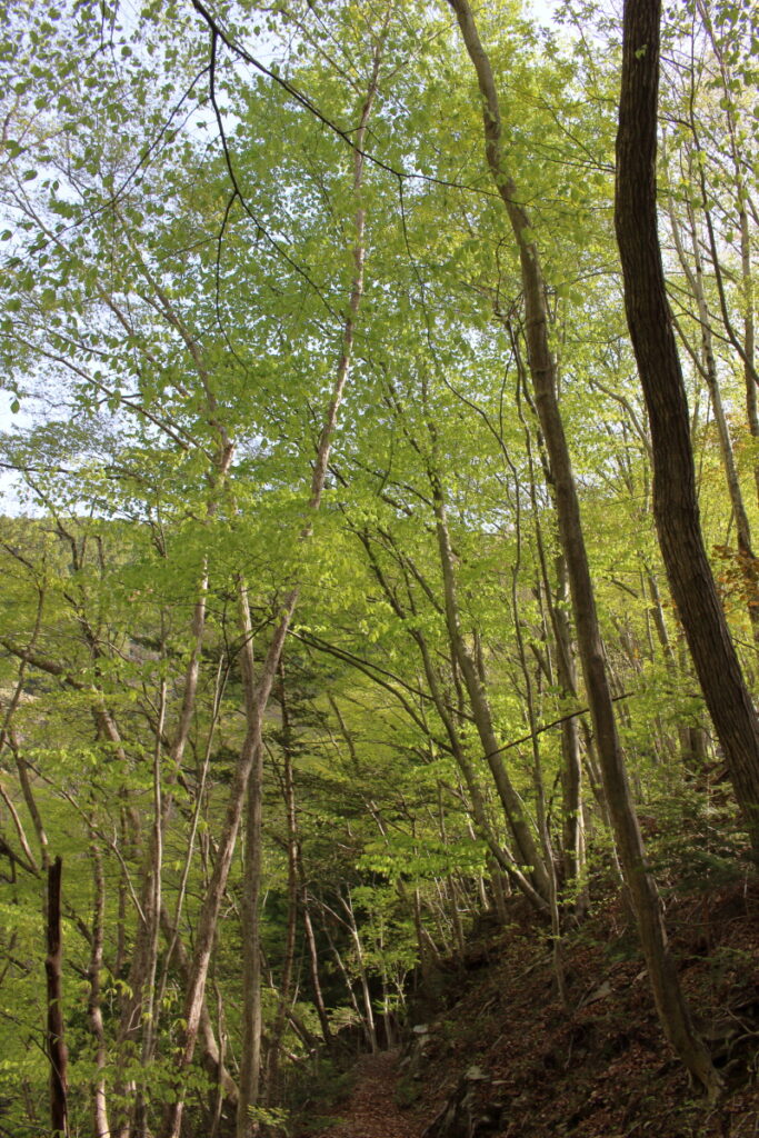 新緑が鮮やかな鷹ノ巣山への登山道