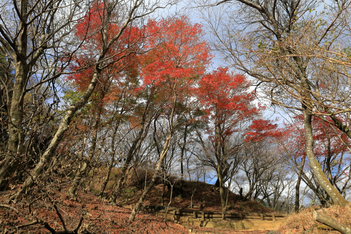 登山道を彩る赤く色づいた木々
