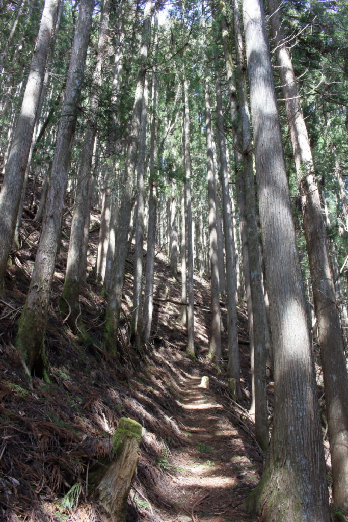 鷹ノ巣山への本格的な登り