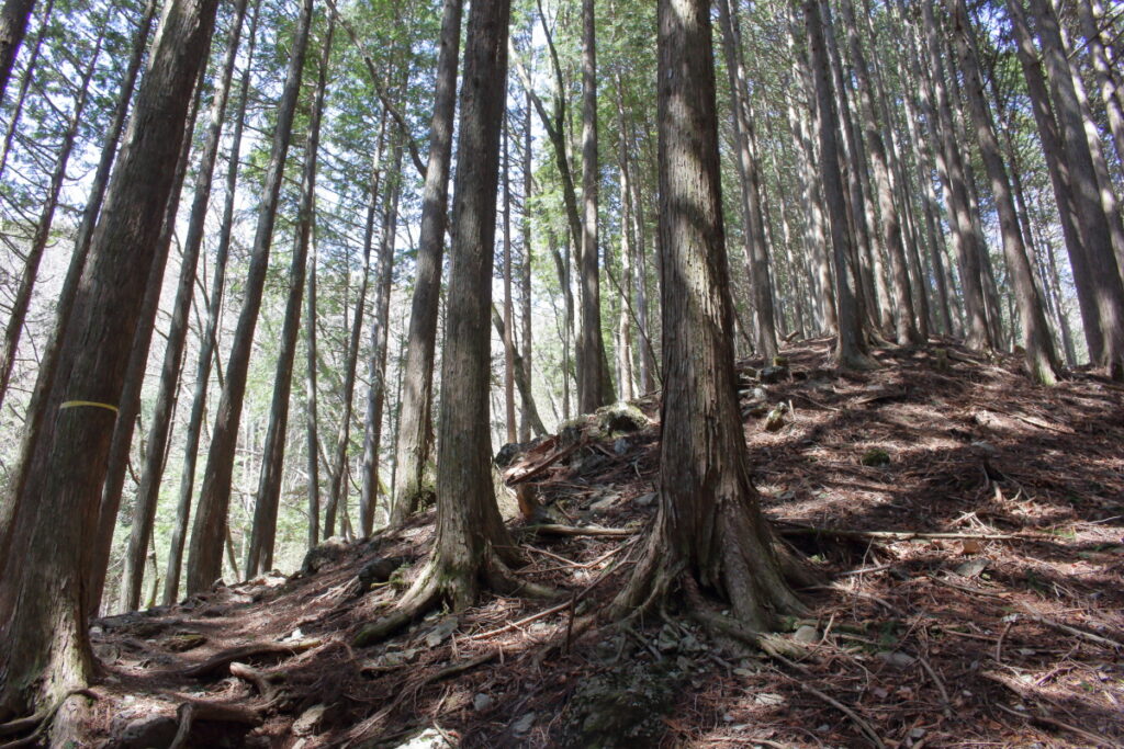 榧ノ木尾根への直登!