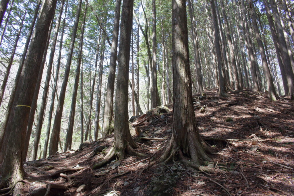 榧ノ木尾根への直登！