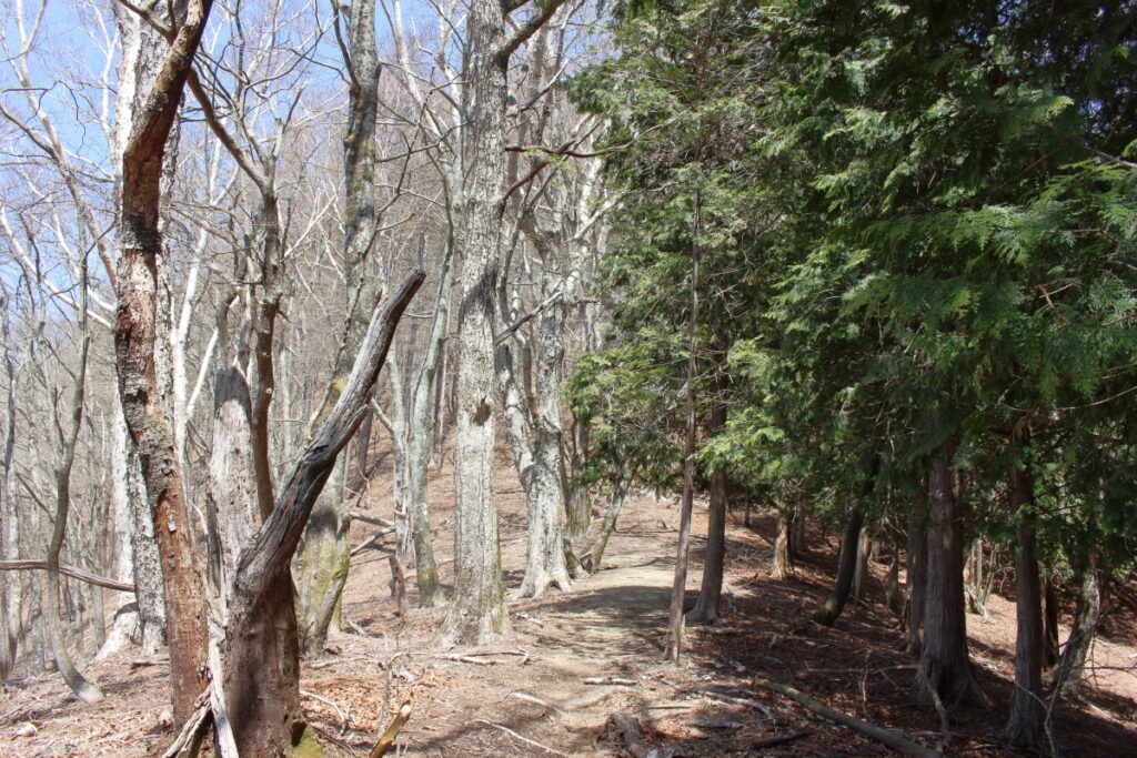 榧ノ木尾根の登山道