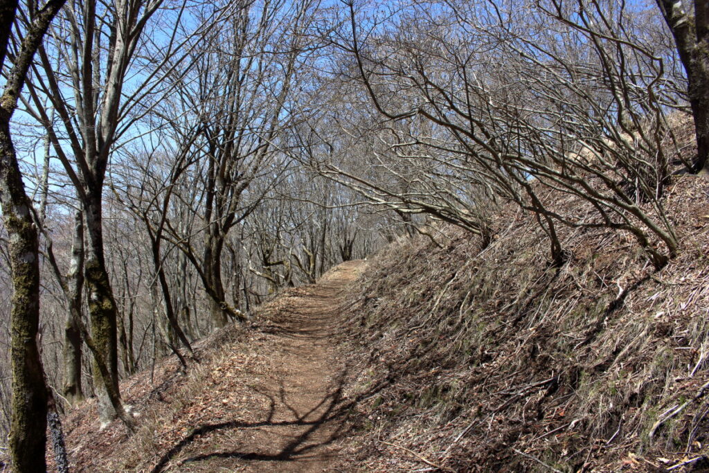 鷹ノ巣山への平坦で快適な尾根道