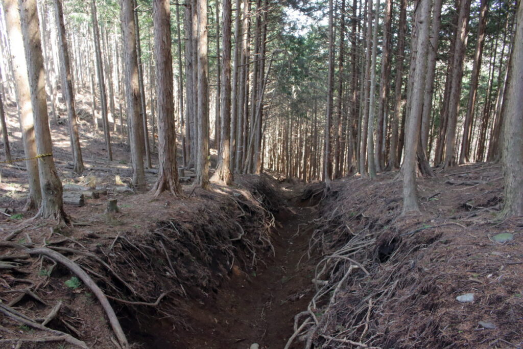 土がぬかるむ樹林帯の路
