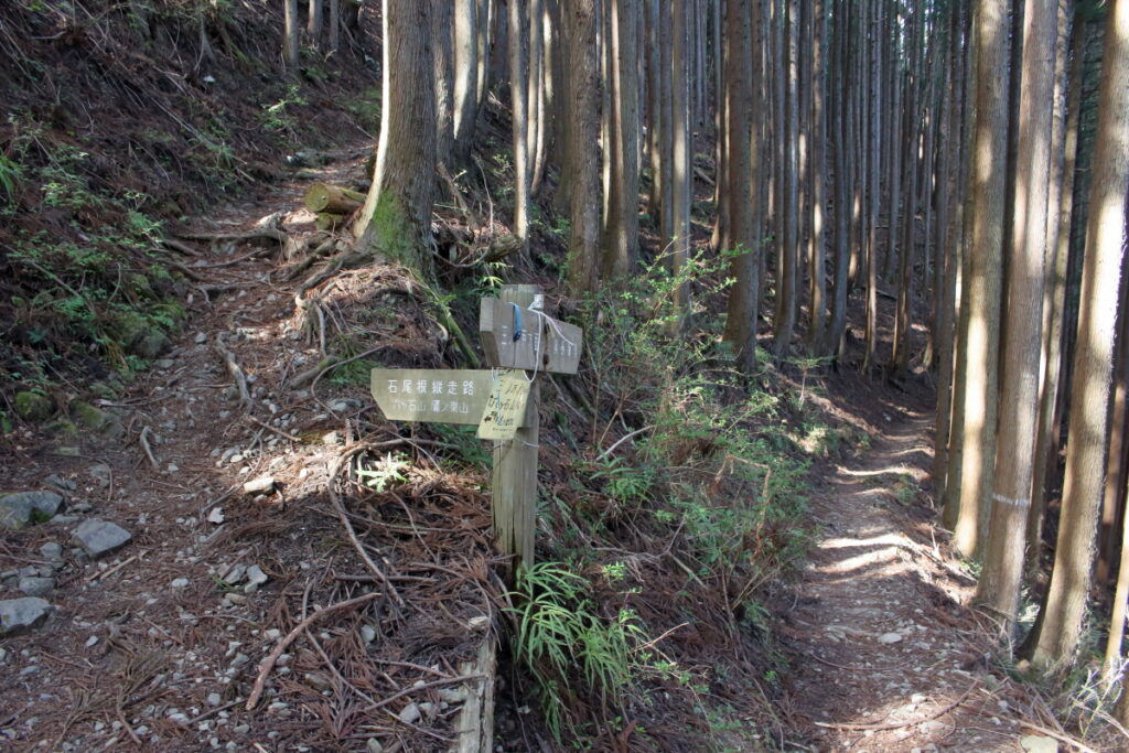 樹林帯の道