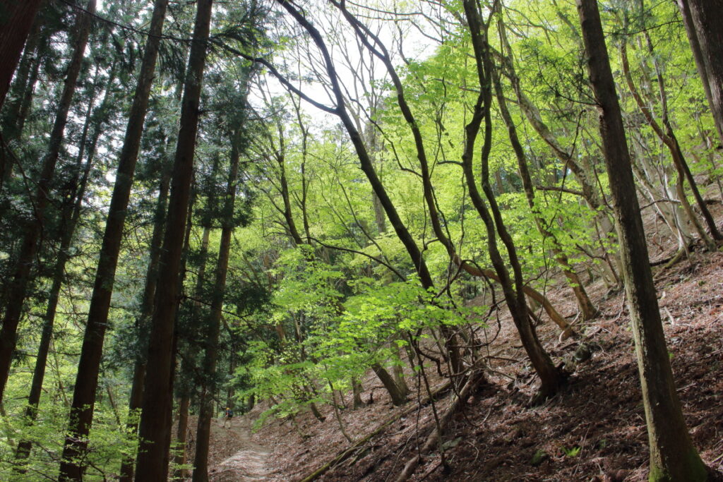 妻坂峠への登山道