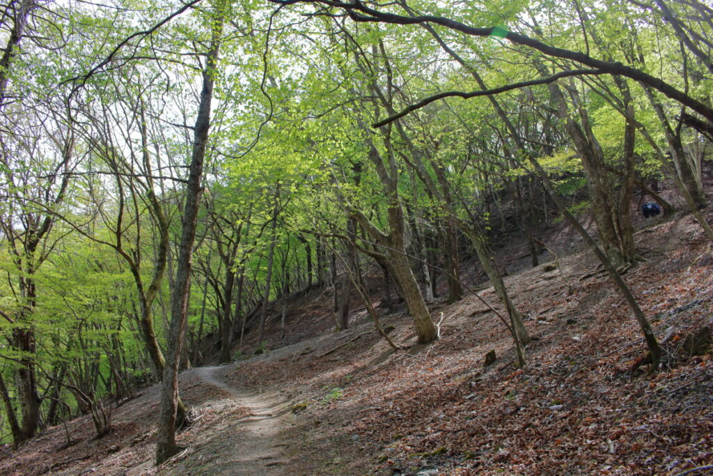 妻坂峠手前の登山道