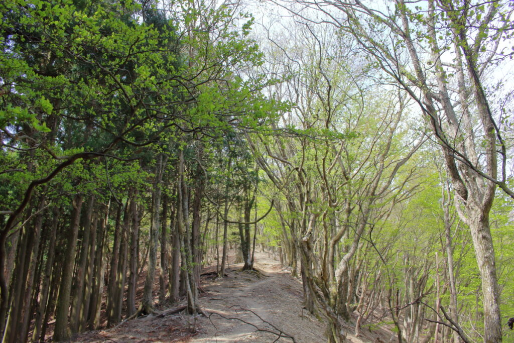 妻坂峠から大持山への登山道