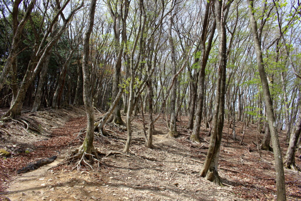 妻坂峠から大持山への急登