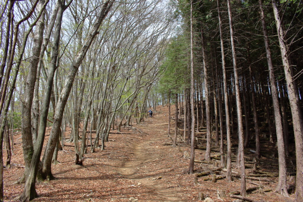 妻坂峠から大持山への登山道