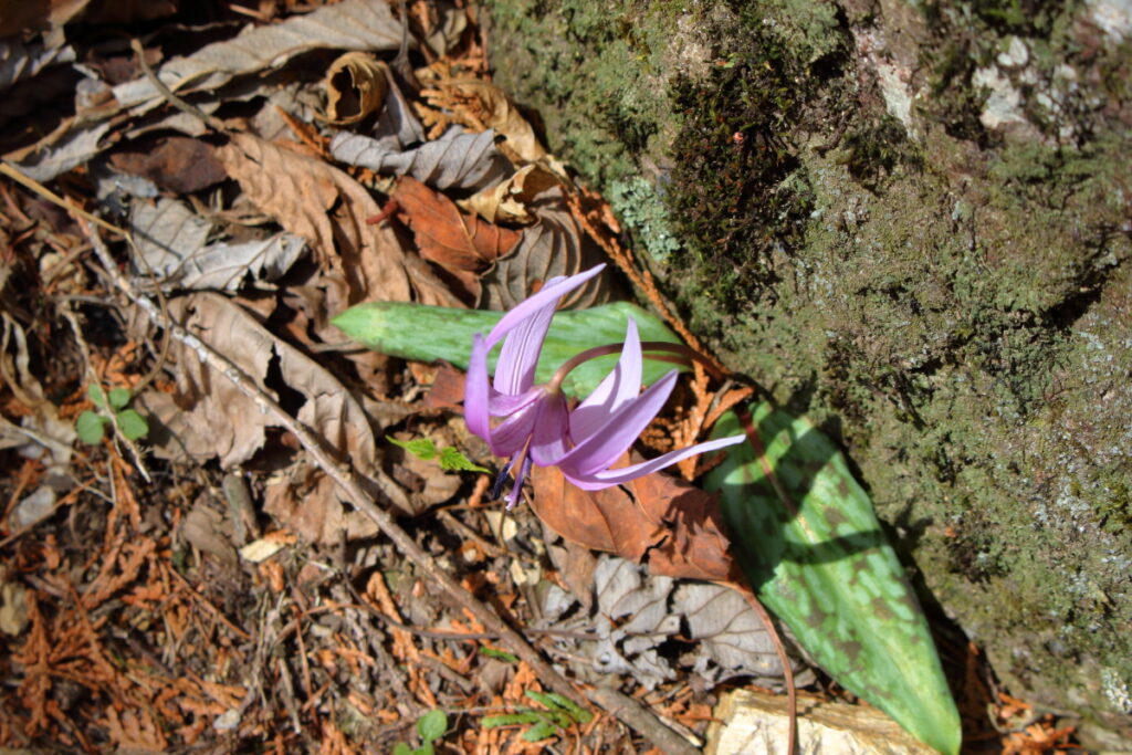大持山への登山道の脇に咲くカタクリの花