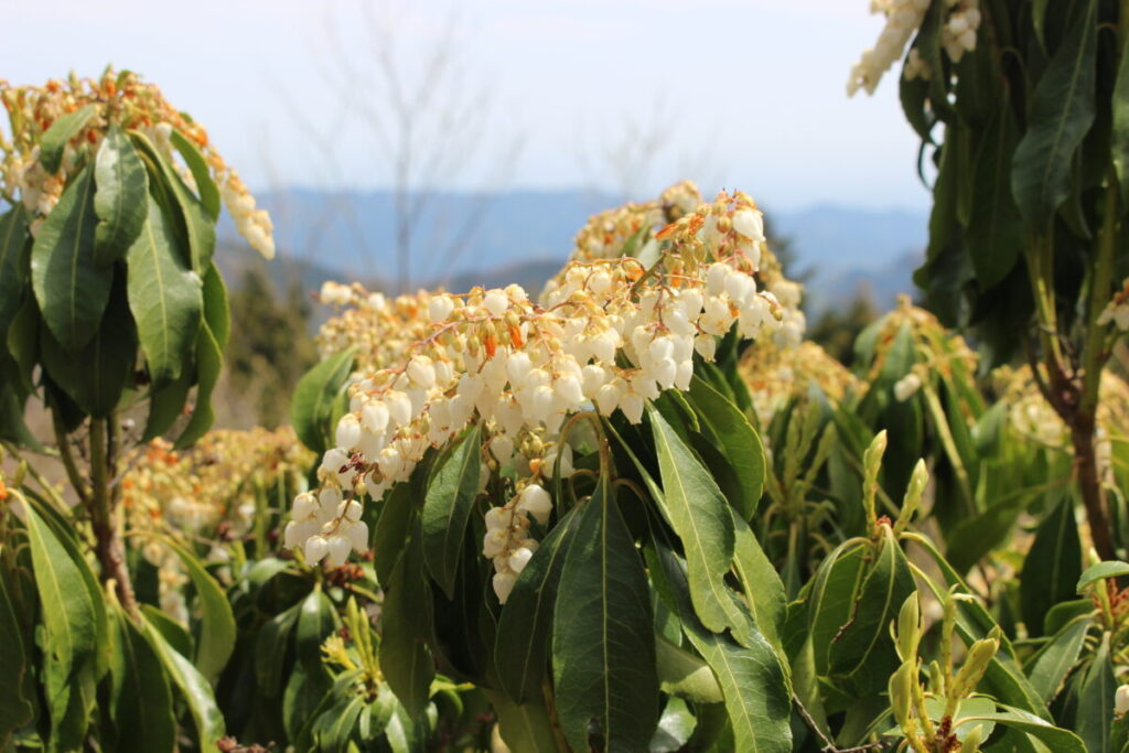 大持山の肩に咲くアセビの花