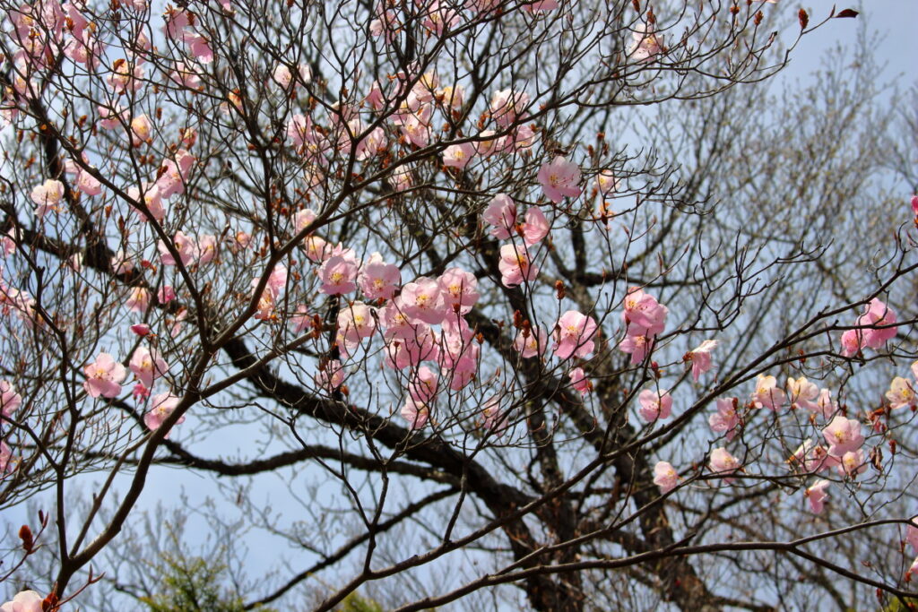 尾根道のあちこちに花が咲いています