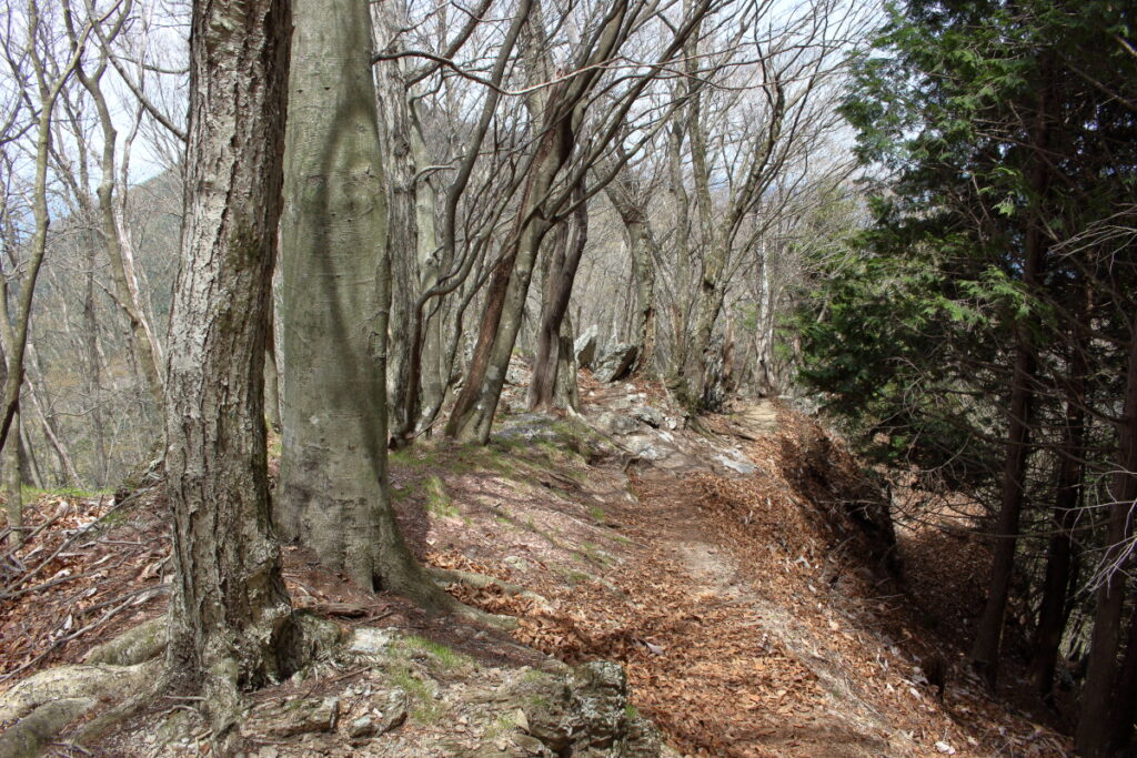 小持山から武甲山への下り