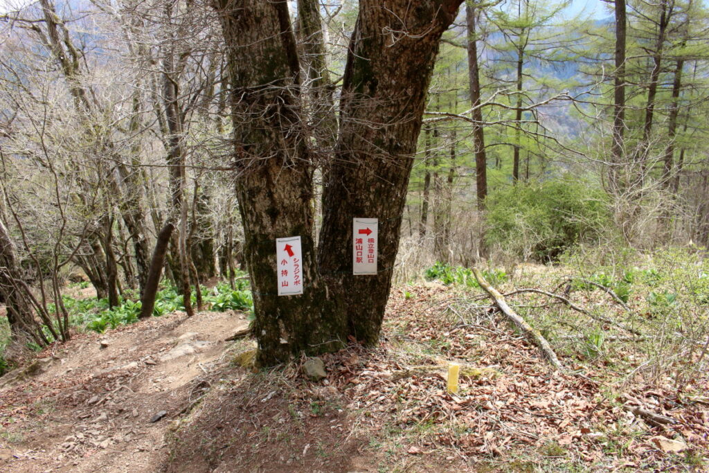 武甲山からの下山の分岐