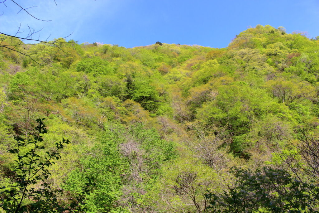 橋立川対岸の山の新緑