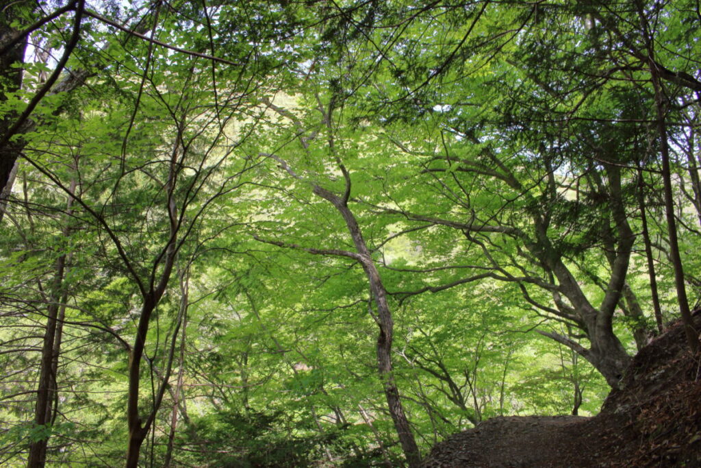 新緑に覆われた登山道