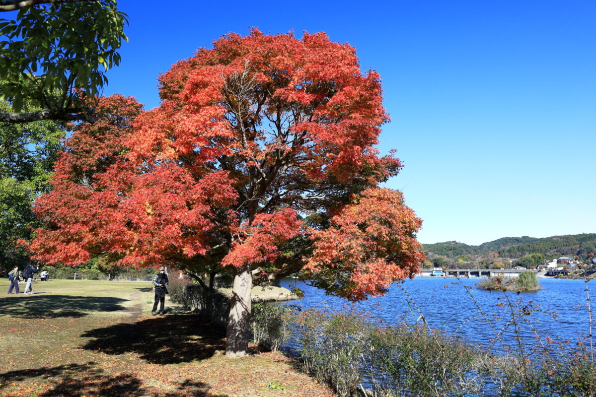 紅葉したモミジと亀山湖