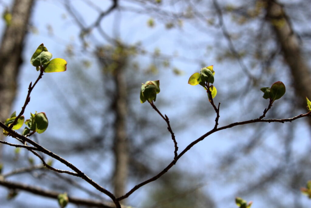 芽吹き始めの木の芽