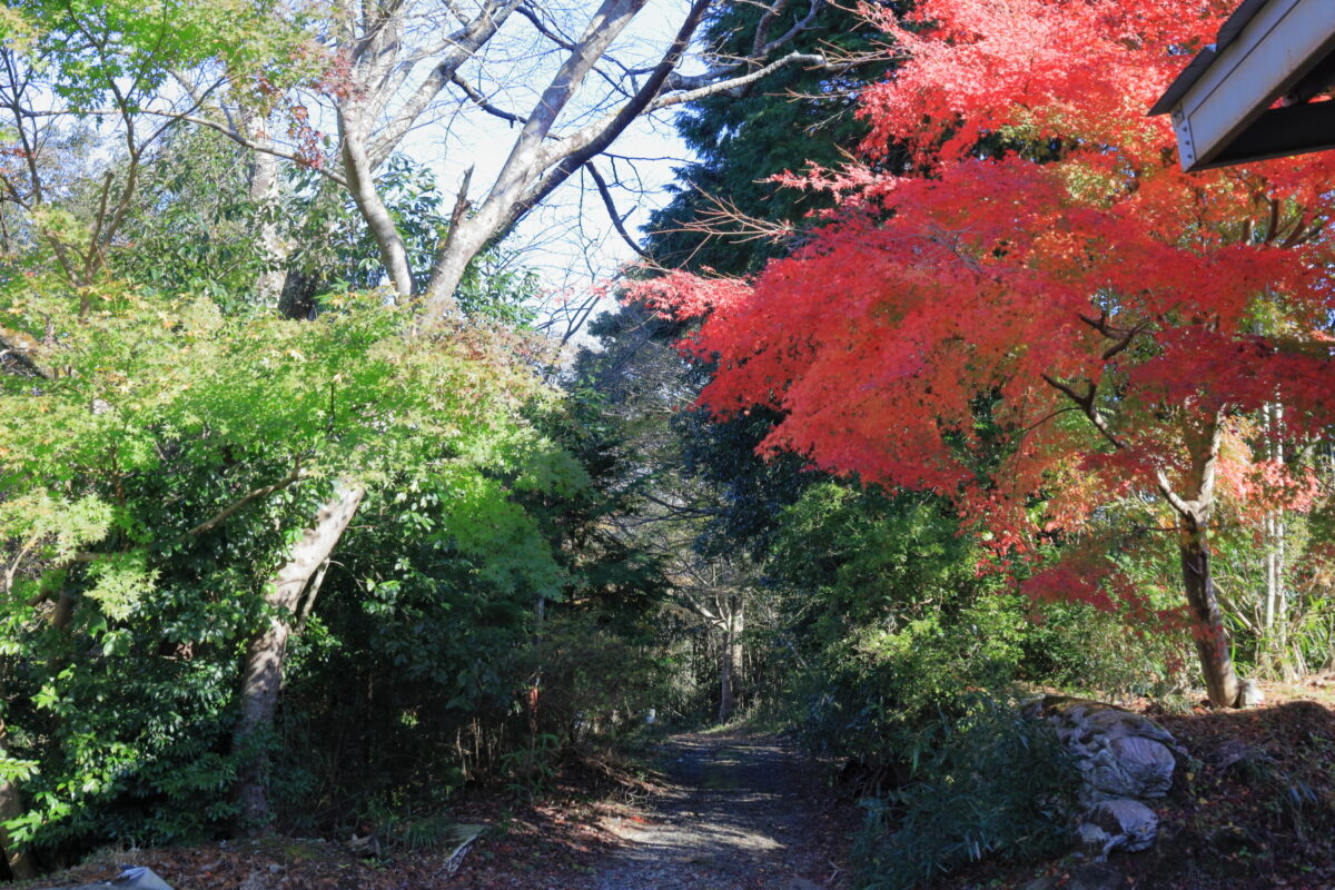紅葉が美しい明覚院付近の遊歩道