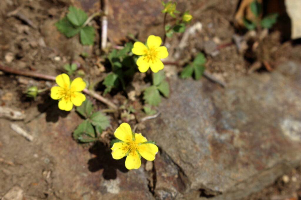 登山道の脇に咲く花