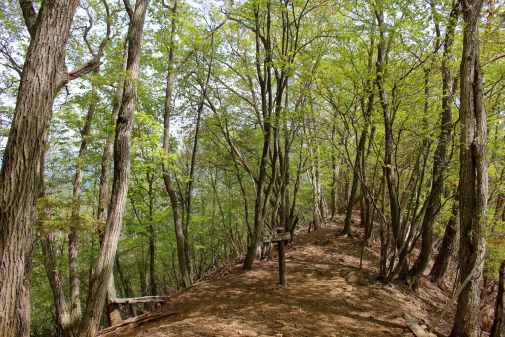 新緑に囲まれた登山道