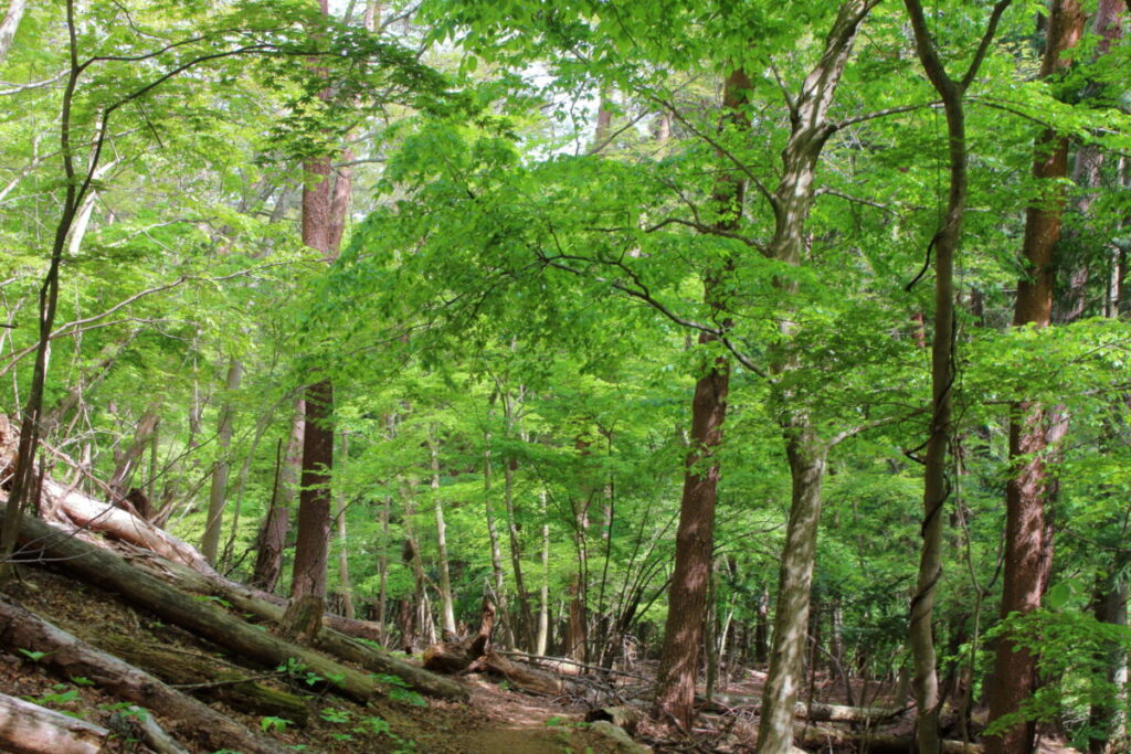 新緑が鮮やかな登山道