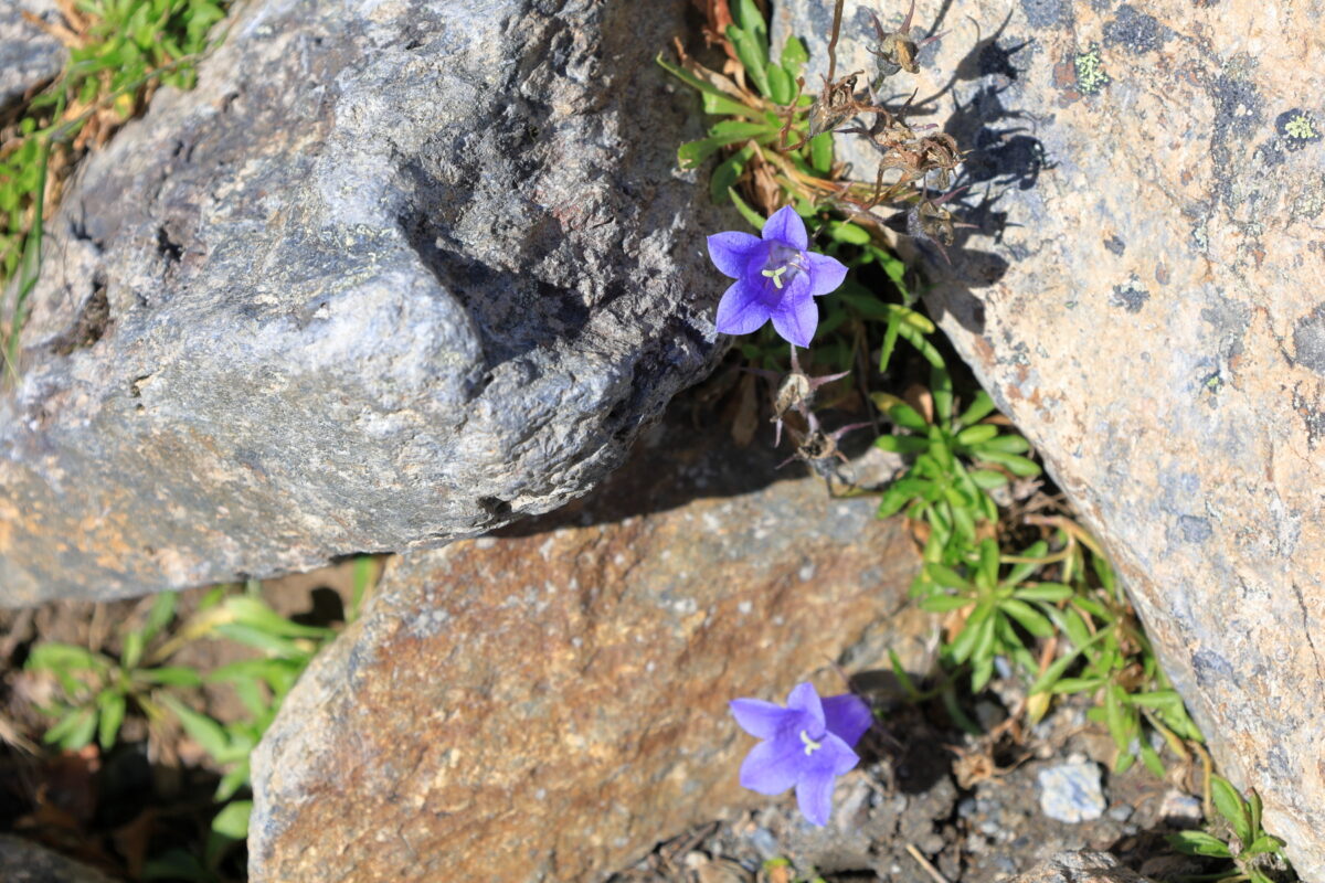 標高3000メートル超えの岩陰に咲くイワギキョウ