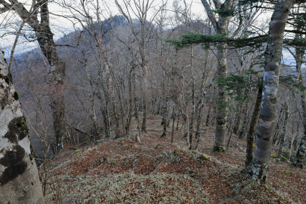 「円山木ノ頭」からの下りは落ち葉で覆われた道