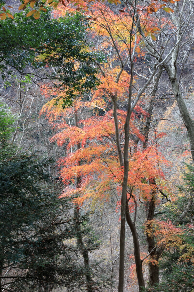 宮ヶ瀬の登山口付近に残る紅葉
