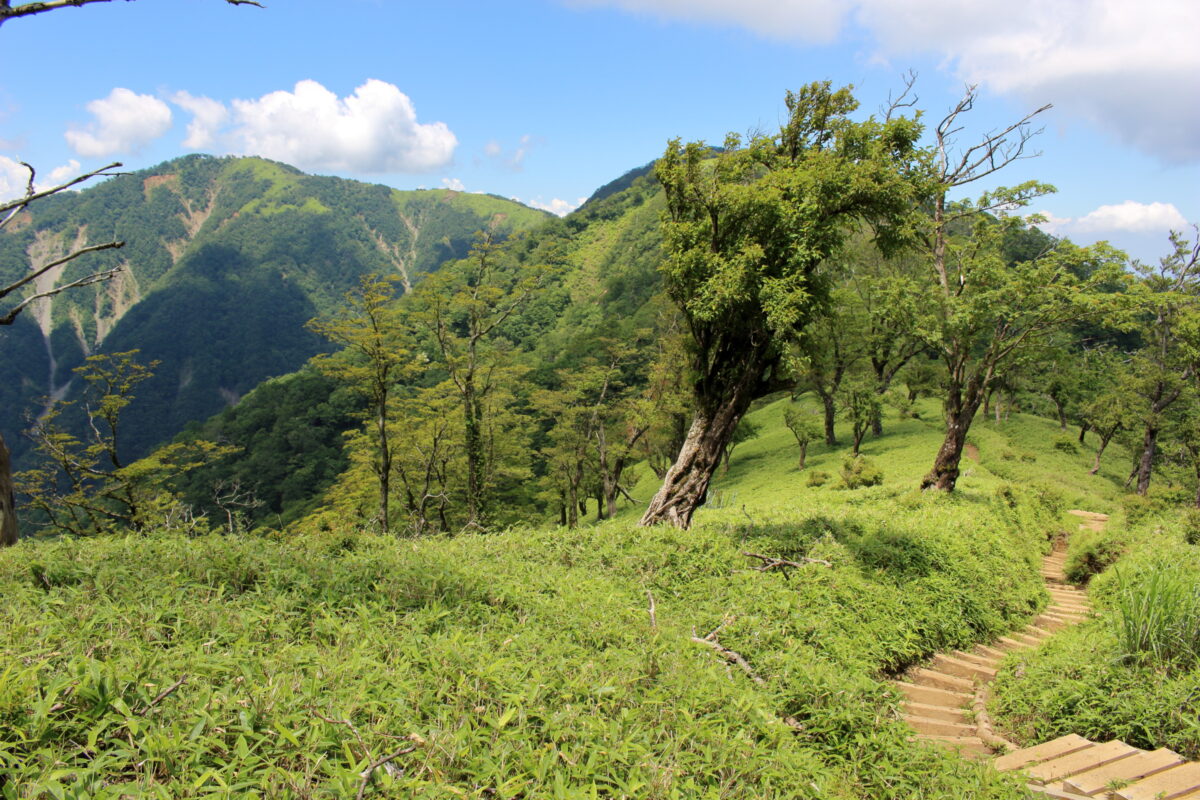 丹沢 猛暑の大倉尾根を登り 日本百名山 丹沢山 を目指せ 暑さと戦う日帰り登山 ひさのゆる登山日記