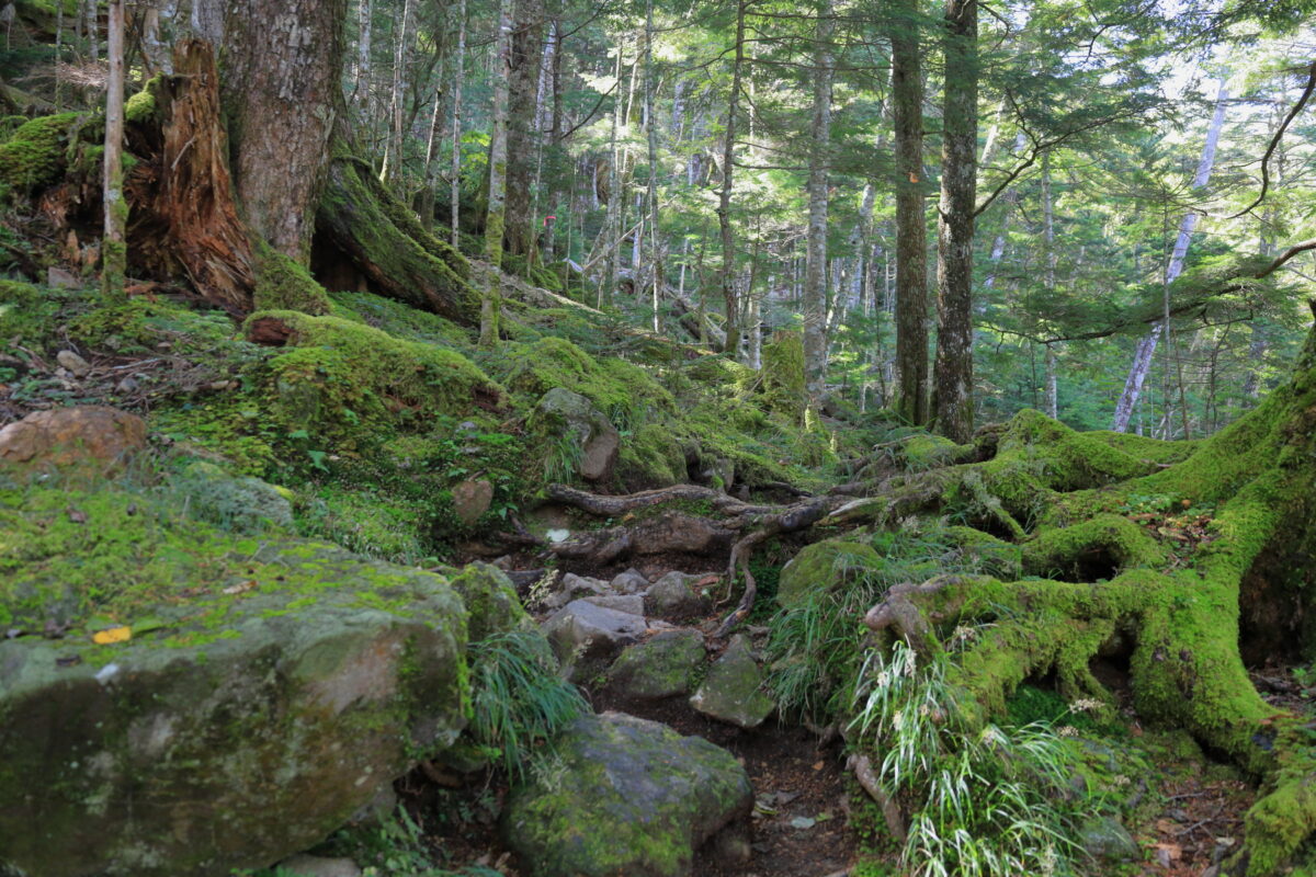岩や林床を苔が覆う登山道