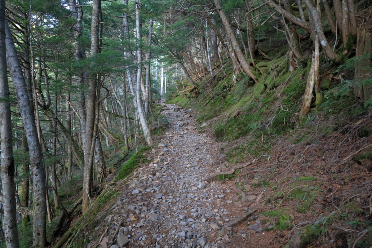 本沢温泉から夏沢峠への登山道