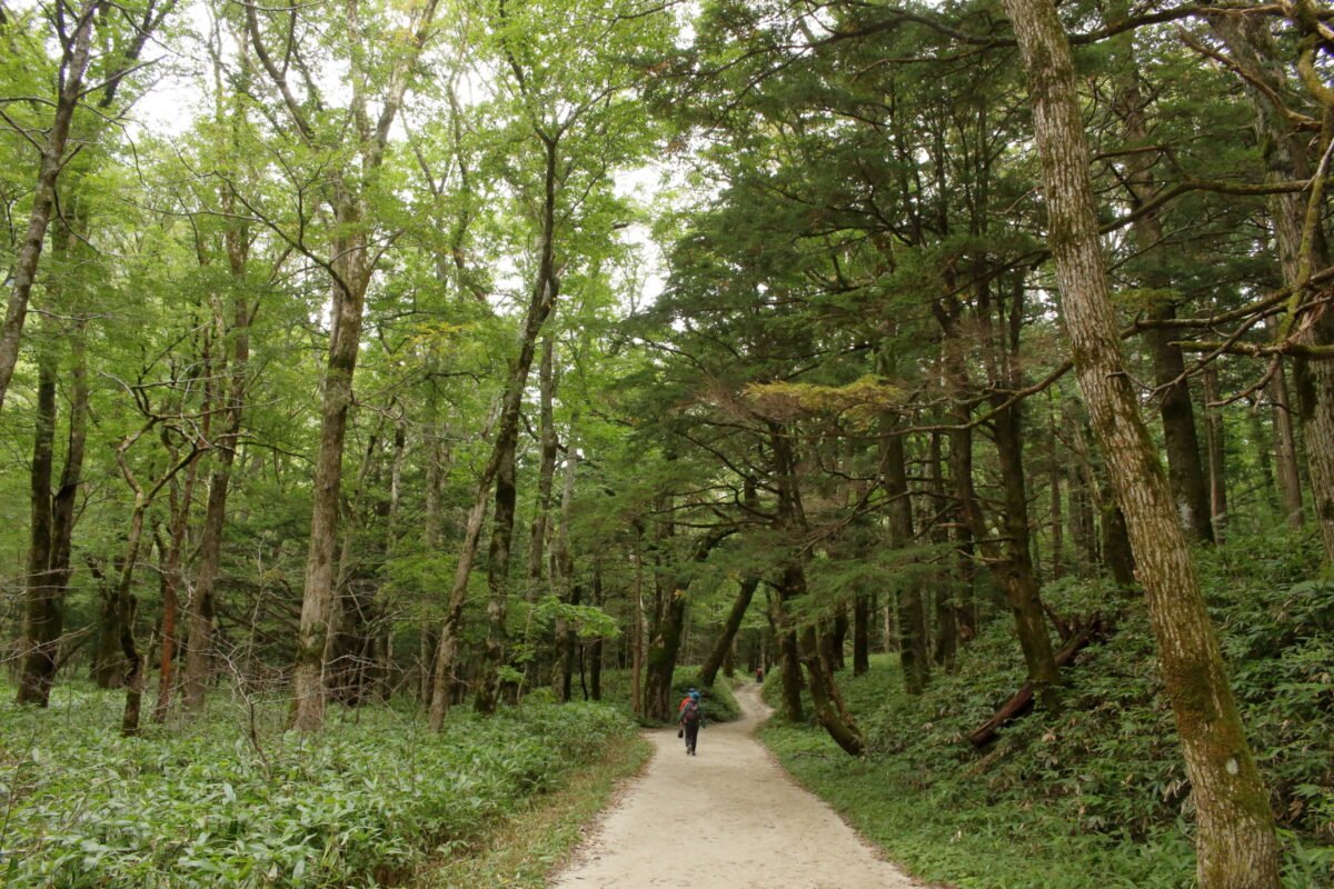 北アルプス 徳澤にテント泊して蝶ヶ岳から絶景を眺める山旅 徳澤テント泊編 ひさのゆる登山日記