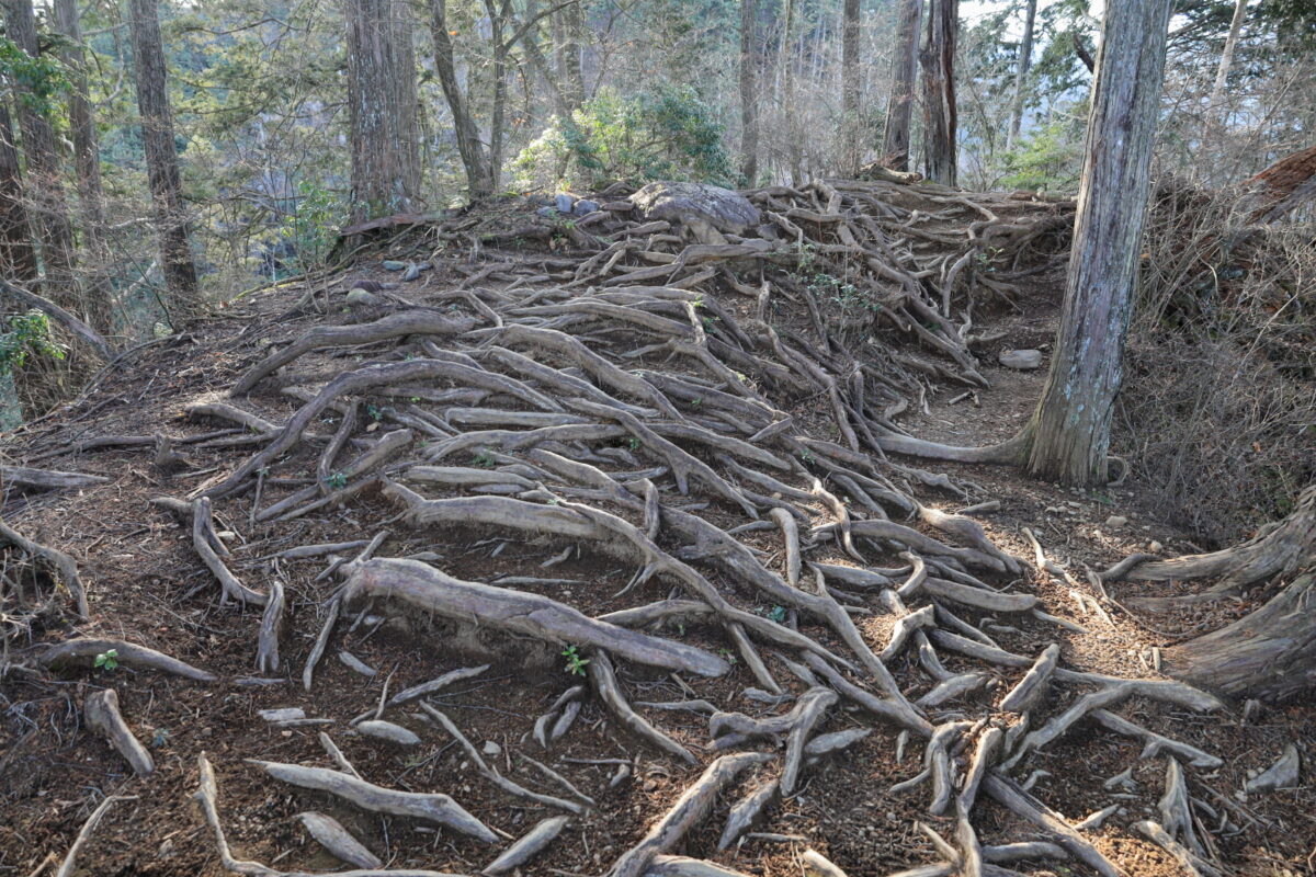 木の根っこがすごい鋸尾根の登山道