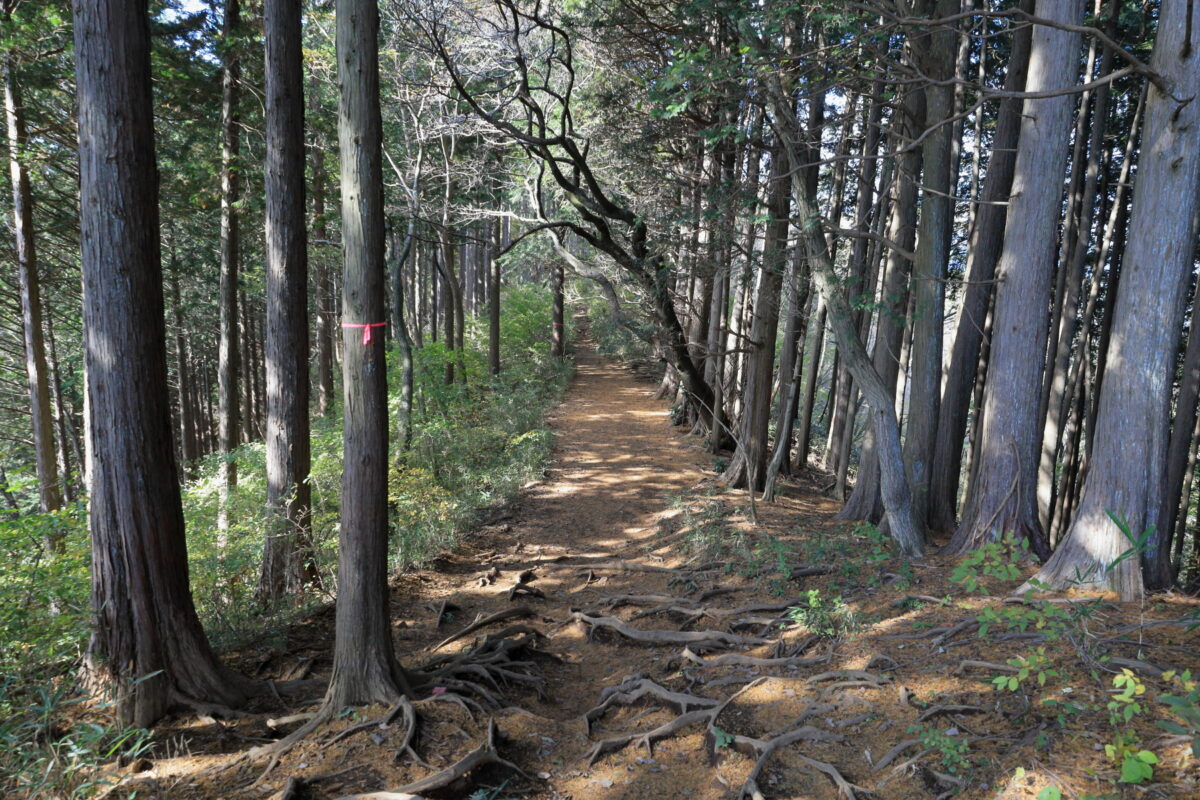 明王峠から陣馬山への広くて歩きやすい道