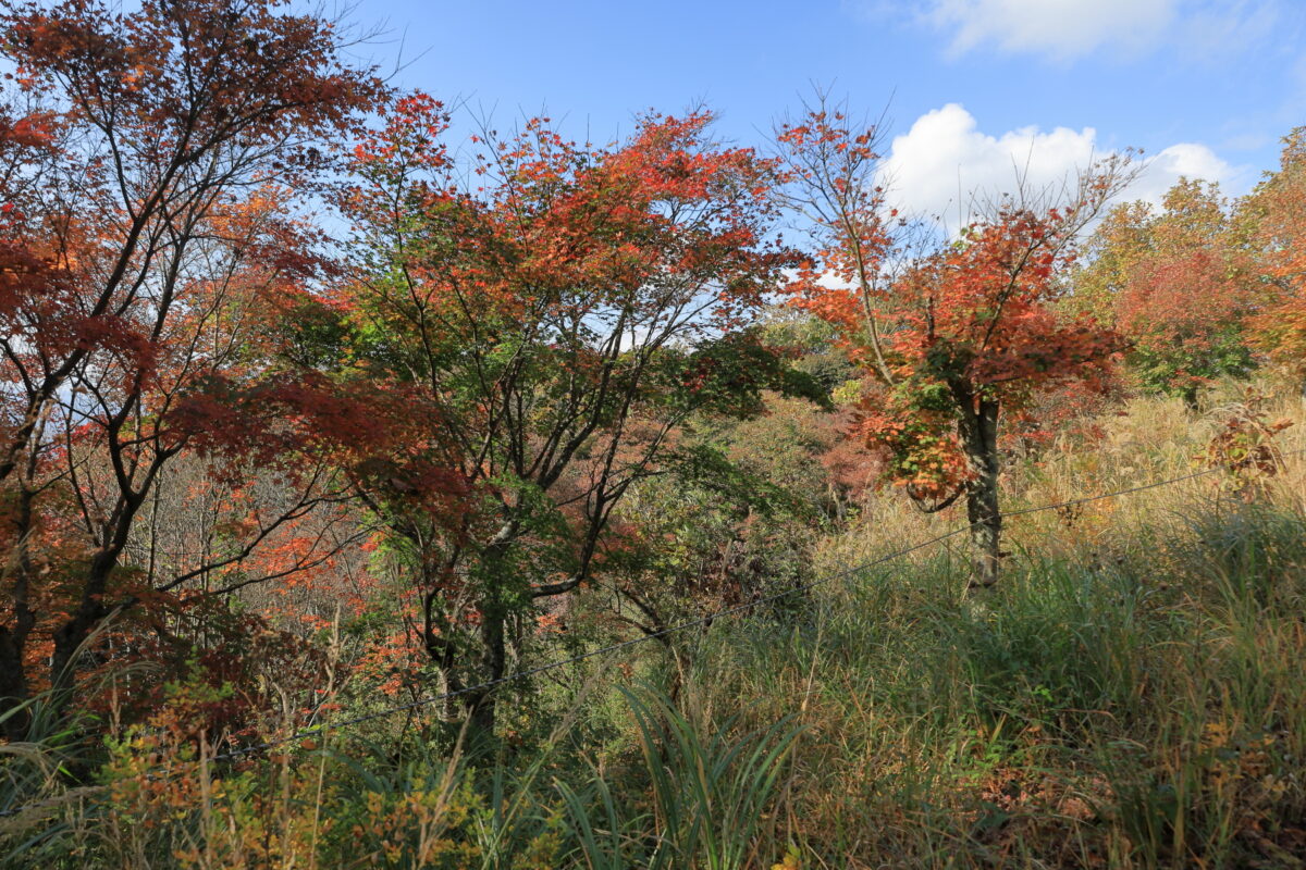 陣馬山山頂付近の色づいた木々