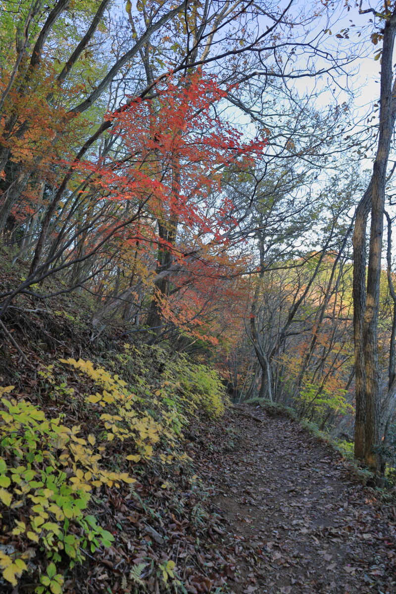 高水山から岩茸石山jへの快適な道と色づいた木々